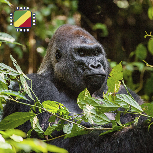 [eSIM_8988_CONGO_10GB_30D] eSIM Kongo-Brazzaville – 10 GB